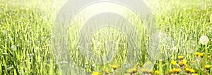Defocused natural green background.Dewy Fresh Grass Spring. Abstract style spring meadow