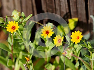 Defocused Nature Background with Yellow Flowers