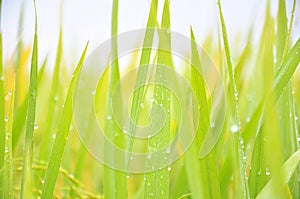 Defocused of paddy plant leaves with sparkling morning dew.