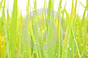 Defocused of paddy plant leaves with sparkling morning dew.