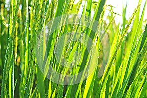 Defocused of paddy plant with sparkling morning dew.