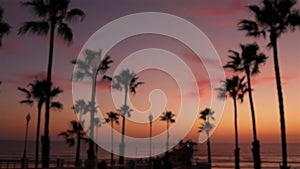 Defocused palms, twilight sky, California USA. Tropical beach sunset atmosphere. Los Angeles vibes.