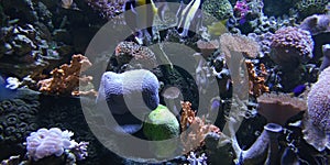Defocused Photo of Aquarium with various ocean fish and coral reef photo