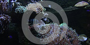 Defocused Photo of Aquarium with various ocean fish and coral reef photo