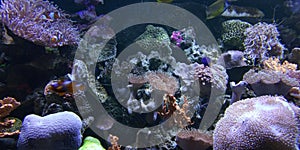 Defocused Photo of Aquarium with various ocean fish and coral reef photo