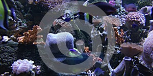 Defocused Photo of Aquarium with various ocean fish and coral reef photo