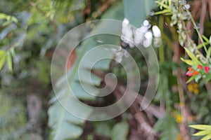 Defocused photo backgrounds of trees and shrubs for portraits