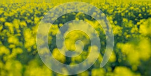 Defocused rapeseed field background