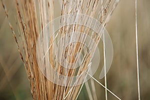 Defocused Reed Thatch Detail Hay Straw Stack Background Texture Agriculture Natural Abstract Striped