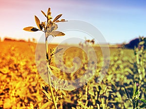 Defocused silhouettes of plants on the field against the sky