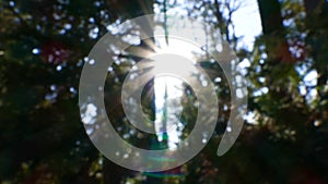 Defocused sunflare through forest, for keying or compositing background plate.