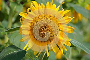 Defocused of sunflower on nature background