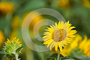 Defocused of sunflower on nature background