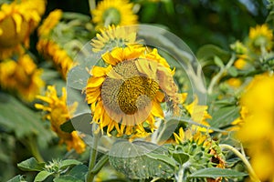 Defocused of sunflower on sunflowers background