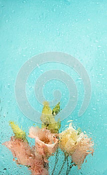 Defocused view across wet glass to Eustoma flowers of trendy peach color on turquoise. Vertical card