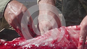 Defocused view of fishermen hands pulling out guts and insides from a large wild carp.