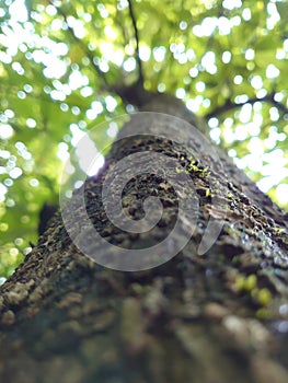 Defocused of view looking up tree trunk.