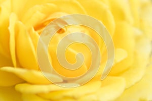 Defocused yallow rose background