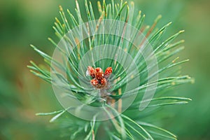 Defocused young fir-cone on blurred natural background Close-up