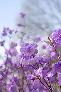 Defocusing beautiful branches with flowers rosemary on the background of the sky.