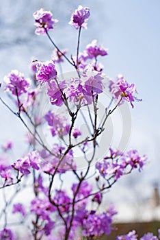 Defocusing beautiful branches with flowers rosemary on the background of the sky.