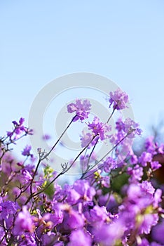 Defocusing beautiful branches with flowers rosemary on the background of the sky.