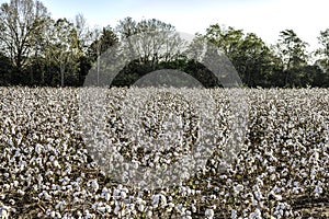 Defoliated cotton field