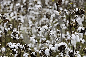 Defoliated cotton plants
