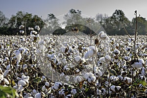 Defoliated cotton plants in a cotton field