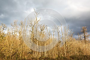 Defoliated and leafless trees