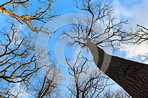 Defoliated and leafless trees