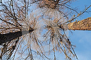 defoliated and leafless trees ,view from below,