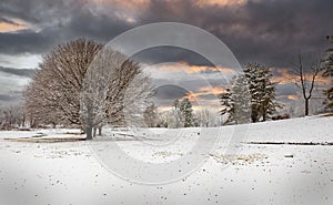 Defoliated maple tree covered in freshly covered snow