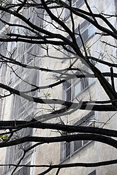 Defoliated tree with building under renovation
