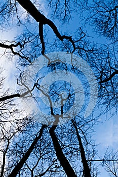 Defoliated Trees in Winter