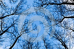 Defoliated Trees in Winter