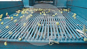 Defoliating machine working and cleaning olives