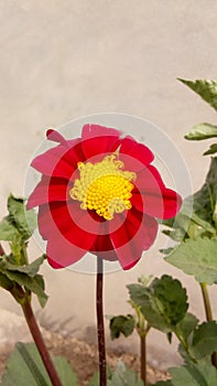 Defoliation red Flower full bloom