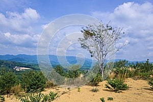 Defoliation Tree photo