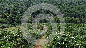 Deforest for agricultural development, coffee plantation photo