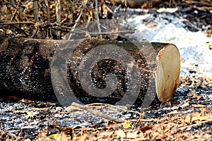 Global warming, deforest cluster of freshly cut tree stumps and burn photo