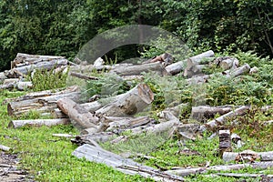 Deforestation