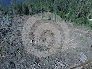 Deforestation aereal drone viev photo