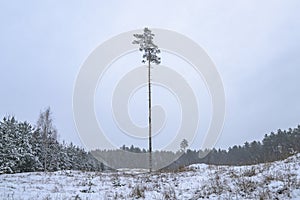 Deforestation. Alone pine tree among stumps after felling forest in winter