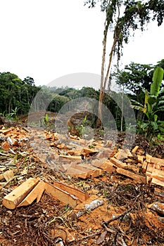 Deforestation in Altantica forest area