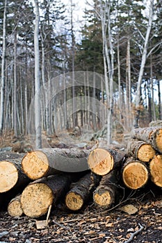 Deforestation area in forest with logs