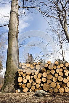Deforestation area with pile of logs