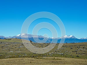 Deforestation in the Aysen Region