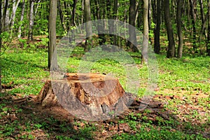 Deforestation - big tree stump in the forest