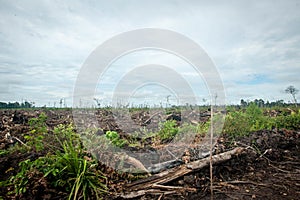 Deforestation in Borneo